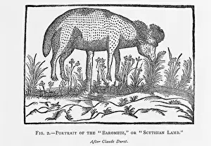 Ovis: The Barometz or Sythian Lamb
