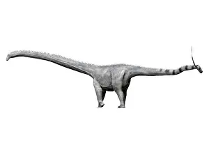 Diplodocid: Barosaurus dinosaur