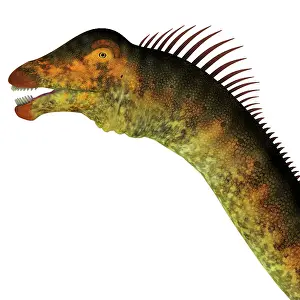 Diplodocid: Barosaurus dinosaur head