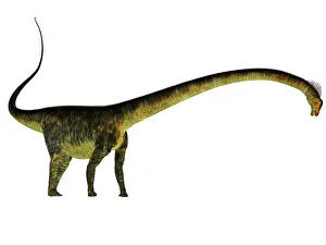 Diplodocid: Barosaurus dinosaur, side profile