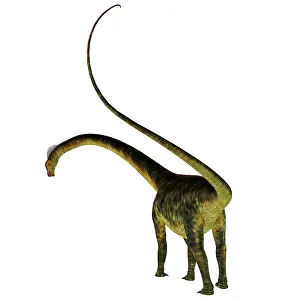 Diplodocid: Barosaurus dinosaur, rear view of tail