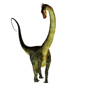Diplodocid: Barosaurus dinosaur on white background