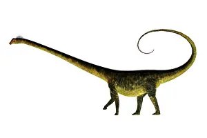 Diplodocid: Barosaurus dinosaur on white background