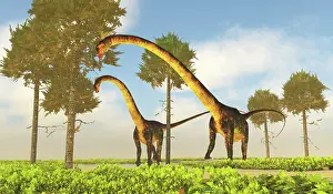 Kimmeridgian: Barosaurus dinosaurs munching on monkey puzzle trees