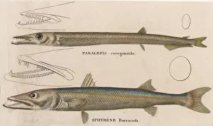 BARRACUDA/1860