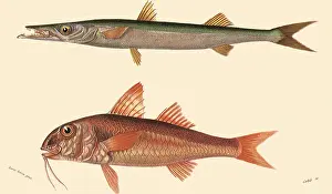 Mullet: A Barracuda and a Red Mullet