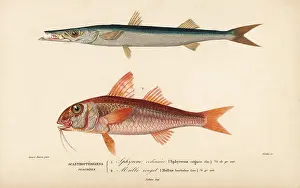 Corbie: Barracuda, Sphyraena sphyraena, and red mullet