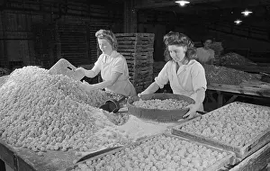 Barratts: Barratts Confectionery Works