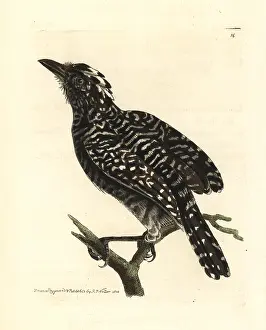 Shrike: Barred antshrike, Thamnophilus doliatus