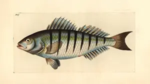 Grunt: Barred grunt, Conodon nobilis