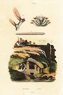 Adolph Fries: Barred hamlet and sea mice
