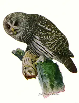 Mossy: Barred Owl