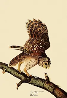 Perches: Barred Owl