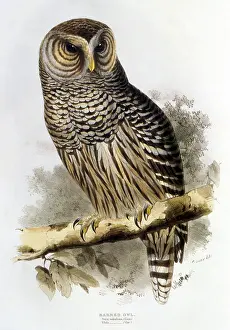 Ural: Barred Owl (Strix varia)