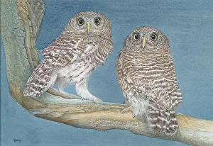 Pigmy: Two Barred Pigmy Owls on a Branch