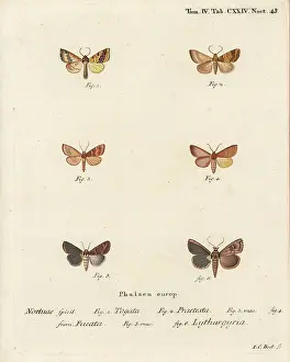Esper: Barred sallow and clay moth