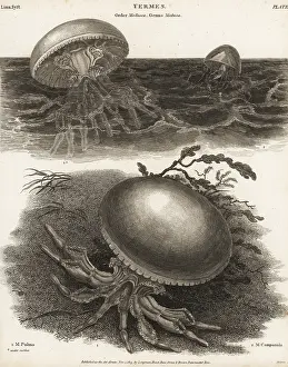 Universal Dictionary: Barrel jellyfish and Catablema vesicarium