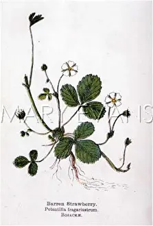 Potentilla: BARREN STRAWBERRY