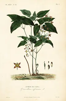 Maubert: Barrenwort or bishop's hat, Epimedium