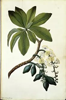 Pinus: Barringtonia calyptrata, mango pine tree