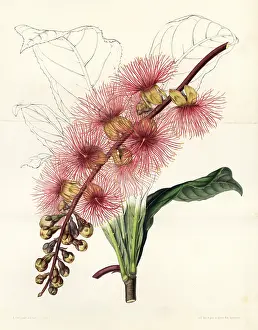 Stroobant: Barringtonia macrocarpa