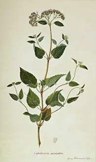 Eupatorium: Barrosoa apiculata