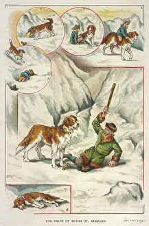 43rd: BARRY, FAMOUS DOG - 1