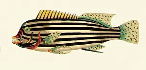 Fusilier: Bartail fusilier, Caesio tile
