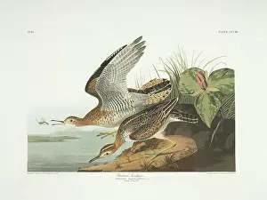 Sandpiper: Bartramia longicauda, upland sandpiper