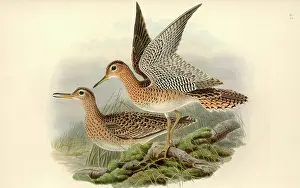 Sandpiper: Bartramia longicauda, upland sandpiper