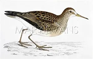 Bartram: BARTRAM'S SANDPIPER