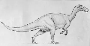 Baryonyx: Baryonyx