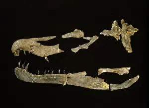 Baryonyx: Baryonyx