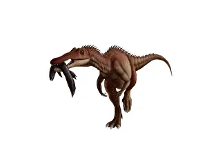 Suchomimus: A Baryonyx dinosaur with a fish in mouth, white background
