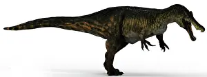 Talon: Baryonyx dinosaur, side view on white background