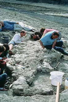 Baryonyx: Baryonyx excavations