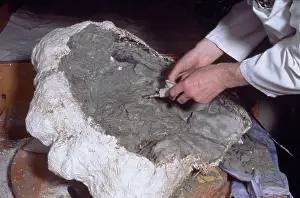 Cocoon: Baryonyx laboratory work, 1983