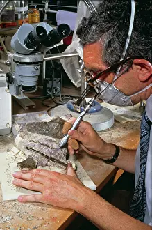 Baryonyx: Baryonyx laboratory work, 1983