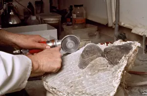 Baryonyx: Baryonyx laboratory work, 1983