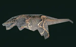 Baryonyx: Baryonyx skeleton