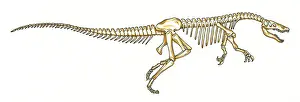 Konopelko: Baryonyx skeleton