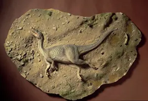 Baryonyx: Baryonyx walkeri