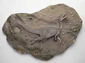 Baryonyx: Baryonyx walkeri
