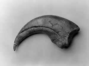 Baryonyx: Baryonyx walkeri