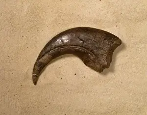 Baryonyx: Baryonyx walkeri