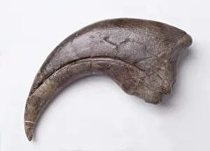 Baryonyx: Baryonyx walkeri