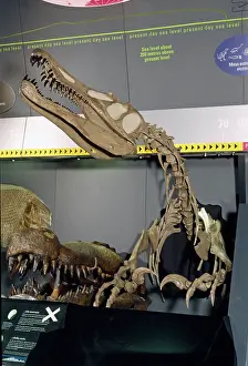 Baryonyx: Baryonyx walkeri