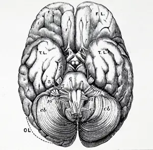 Brain: Base of human brain