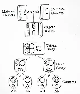 Diagram: Based on the work of Thomas Hunt Morgan and his