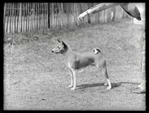 Basenji: Basenji - Ch. Andersley Atlantic